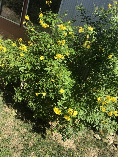 Leaked iamjanaebrazy header onlyfans leaked