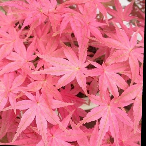 Leaked ilovemaryjaine header onlyfans leaked