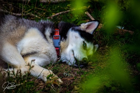 Leaked iroidrage header onlyfans leaked