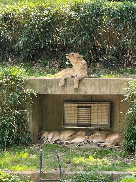 Leaked isabellea header onlyfans leaked