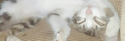 Leaked jeffvivas header onlyfans leaked