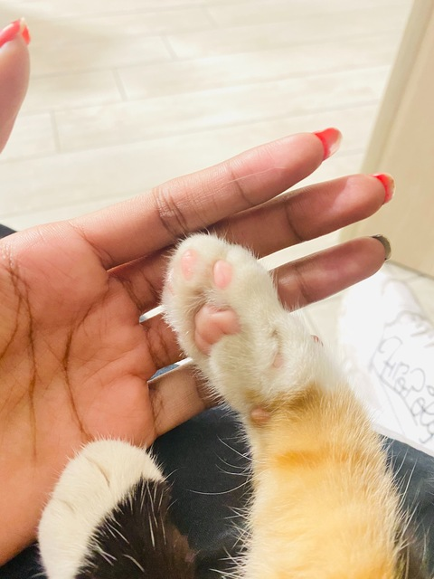 Leaked joeshree header onlyfans leaked