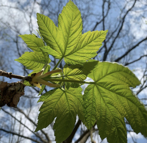 Leaked judijudi header onlyfans leaked