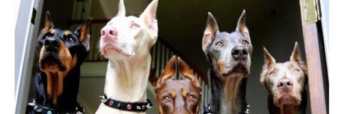 Leaked justyellaa header onlyfans leaked