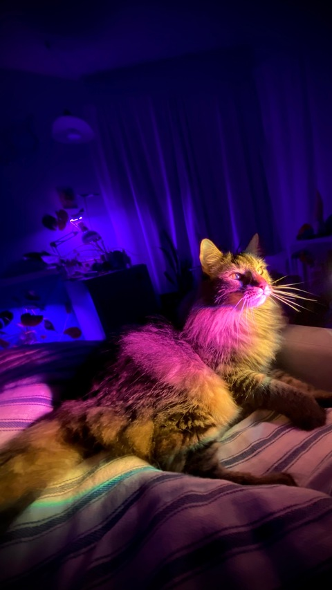 Leaked kicesie header onlyfans leaked