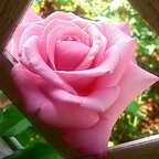 kitkatcosplay Profile Picture