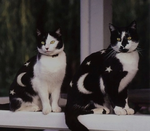 Leaked kittykastings header onlyfans leaked