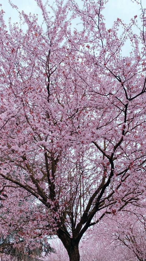 Leaked laulau23 header onlyfans leaked