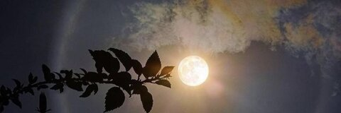 Leaked leilanni_moore header onlyfans leaked