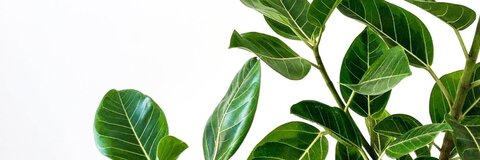 Leaked leliahsadexxx header onlyfans leaked