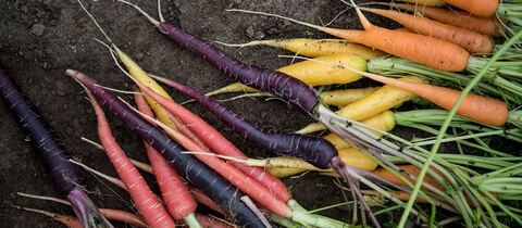 Leaked leotoppen header onlyfans leaked