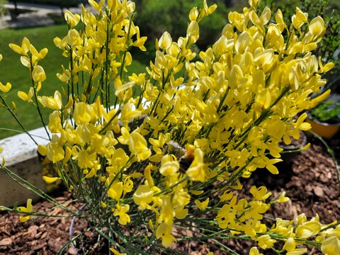 Leaked liebling header onlyfans leaked