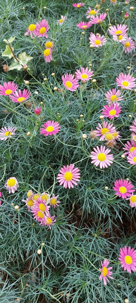 Leaked lifeinthe60s header onlyfans leaked