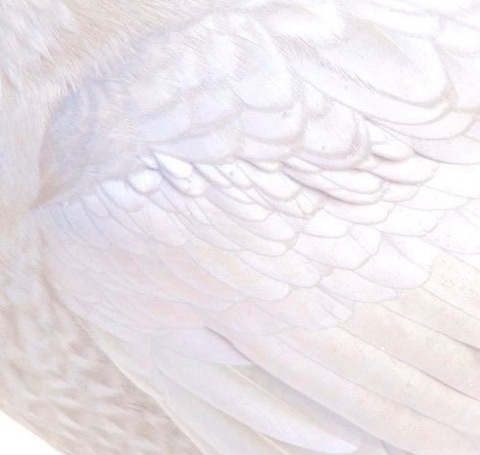 Leaked lil_ballerina_ header onlyfans leaked