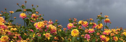 Leaked lilocious header onlyfans leaked