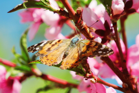 Leaked little.bee header onlyfans leaked