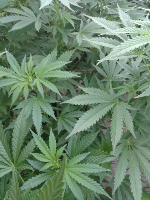 Leaked littlemissalwaysstoned header onlyfans leaked