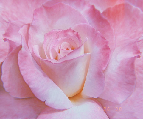 Leaked littletinything header onlyfans leaked