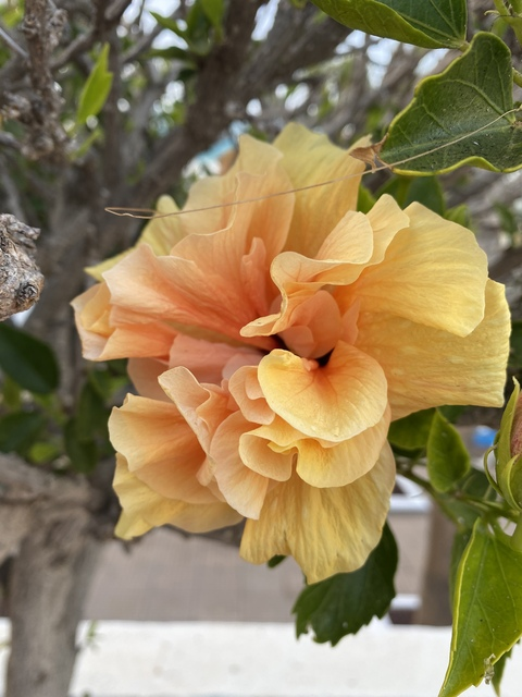 Leaked lottiee header onlyfans leaked