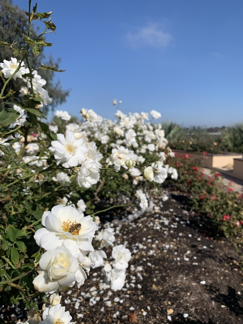 Leaked louisthegreat header onlyfans leaked