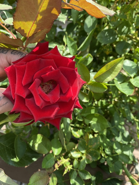 Leaked lyshaarheaa header onlyfans leaked