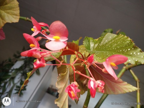 Leaked marrosslove header onlyfans leaked