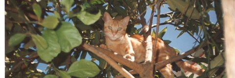 Leaked mikuru header onlyfans leaked