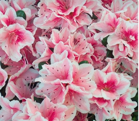 Leaked mistress274 header onlyfans leaked