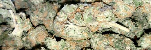 Leaked moneychaser517 header onlyfans leaked