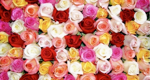 Leaked msssmeg header onlyfans leaked