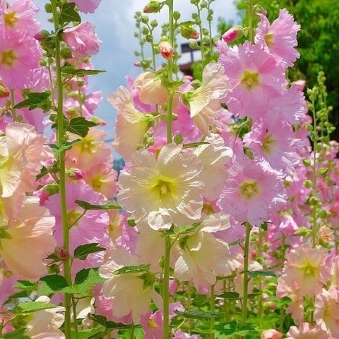 Leaked natalia.bloom header onlyfans leaked