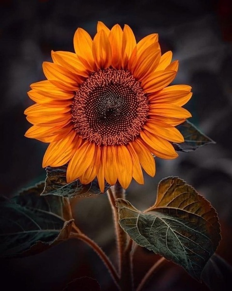 Leaked negriita.31 header onlyfans leaked