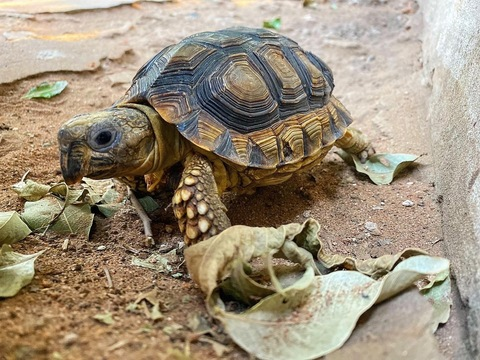 Leaked nelxson header onlyfans leaked