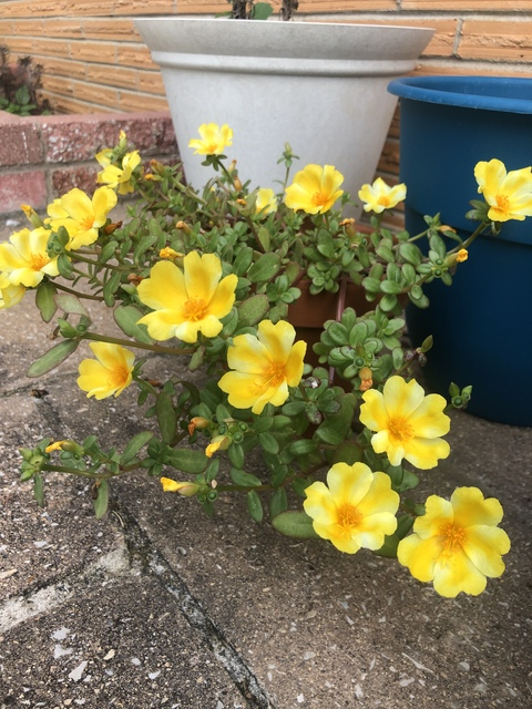 Leaked noturhoney header onlyfans leaked