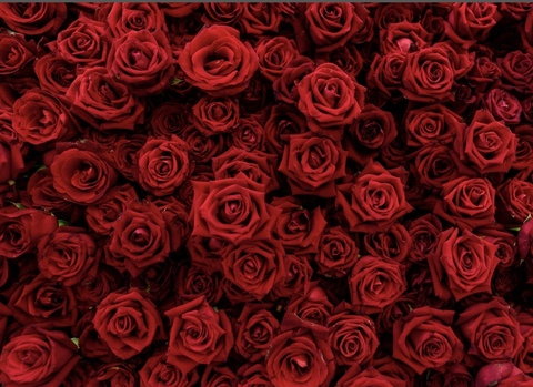 Leaked onlysommer header onlyfans leaked