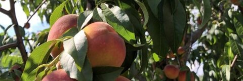 Leaked peachpfirsich_ header onlyfans leaked