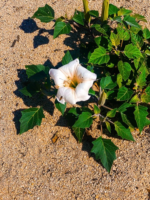 Leaked phoenixrzing header onlyfans leaked