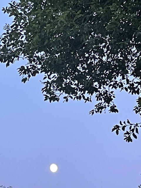 Leaked plussizevioletx header onlyfans leaked