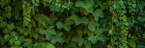 Leaked poisonivyoxox header onlyfans leaked