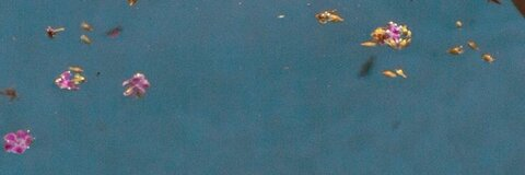 Leaked polyps header onlyfans leaked