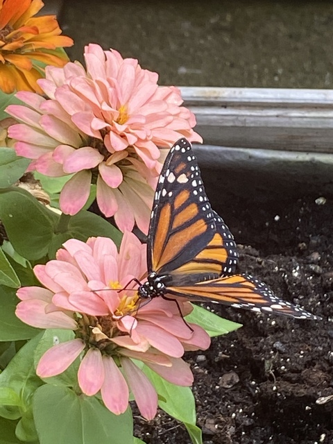 Leaked reddemon2016 header onlyfans leaked