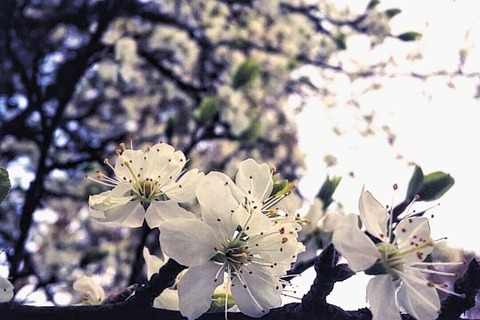 Leaked rerosember header onlyfans leaked