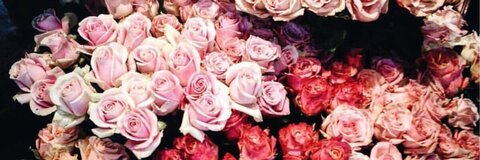 Leaked rogue_vixen header onlyfans leaked