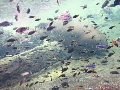 Leaked rowfede header onlyfans leaked