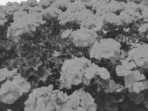 Leaked sadboixo header onlyfans leaked