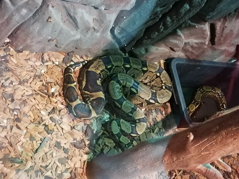 Leaked sexygirlslo header onlyfans leaked