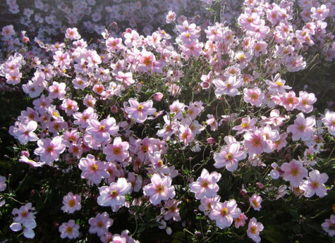 Leaked shesjustv header onlyfans leaked