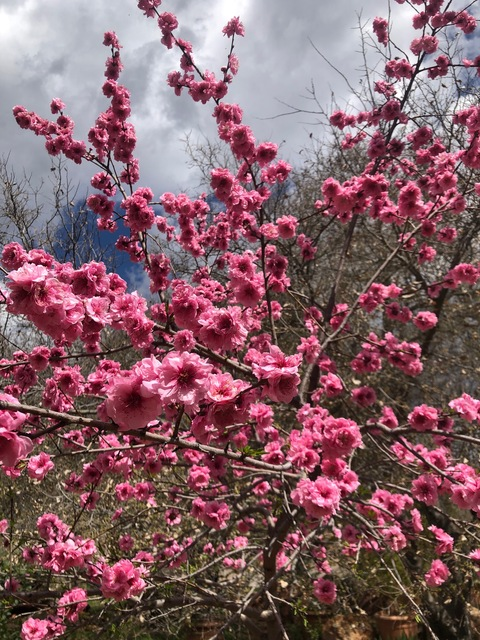 Leaked shhspectre header onlyfans leaked