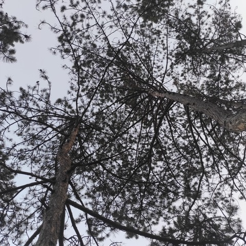 Leaked sibarianxfootart header onlyfans leaked