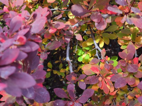 Leaked sirenakay header onlyfans leaked